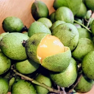 Spanish Lime Tree Live Plant - Mamoncillo Fruit Tree in Half Gallon Pot, Outdoor - Image 1