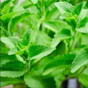 Stevia Live Starter Plants, Natural Sweetener Herb, 2-Pack, 4-6 Inch Tall - Image 3