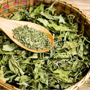 Stevia Live Starter Plants, Natural Sweetener Herb, 2-Pack, 4-6 Inch Tall - Image 5