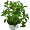 Stevia Live Starter Plants, Natural Sweetener Herb, 2-Pack, 4-6 Inch Tall - Image 1