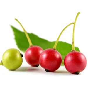 Strawberry Jamaican Cherry Live Plant - Muntingia Calabura Tropical Fruit Tree, 4-8 Inch Tall - Image 2