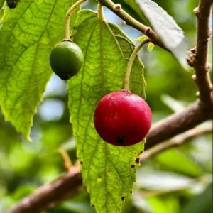 Strawberry Jamaican Cherry Live Plant - Muntingia Calabura Tropical Fruit Tree, 4-8 Inch Tall - Image 3
