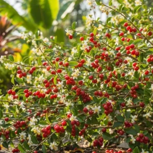 Strawberry Jamaican Cherry Live Plant - Muntingia Calabura Tropical Fruit Tree, 4-8 Inch Tall - Image 5