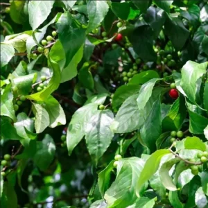 Strawberry Jamaican Cherry Live Plant - Muntingia Calabura Tropical Fruit Tree, 4-8 Inch Tall - Image 6