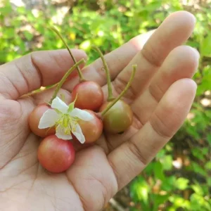 Strawberry Jamaican Cherry Live Plant - Muntingia Calabura Tropical Fruit Tree, 4-8 Inch Tall - Image 7