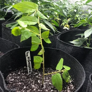 Strawberry Jamaican Cherry Live Plant - Muntingia Calabura Tropical Fruit Tree, 4-8 Inch Tall - Image 8