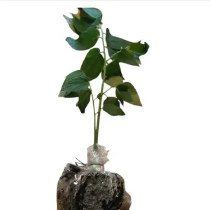 Strawberry Jamaican Cherry Live Plant - Muntingia Calabura Tropical Fruit Tree, 4-8 Inch Tall - Image 9