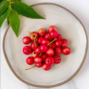 Strawberry Jamaican Cherry Live Plant - Muntingia Calabura Tropical Fruit Tree, 4-8 Inch Tall - Image 1