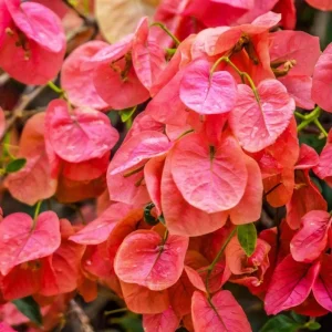 Sundown Orange Bougainvillea Live Plants – Set of 2, 4-6 Inch Tall Starter Plants, Rare Multi-Colored Blooms, Outdoor - Image 2