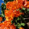 Sundown Orange Bougainvillea Live Plants – Set of 2, 4-6 Inch Tall Starter Plants, Rare Multi-Colored Blooms, Outdoor - Image 1