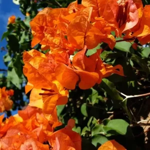 Sundown Orange Bougainvillea Live Plants – Set of 2, 4-6 Inch Tall Starter Plants, Rare Multi-Colored Blooms, Outdoor - Image 1