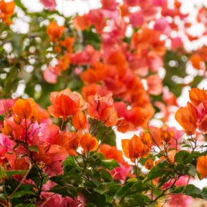 Sundown Orange Bougainvillea Live Plants – Set of 2, 4-6 Inch Tall Starter Plants, Rare Multi-Colored Blooms, Outdoor - Image 6