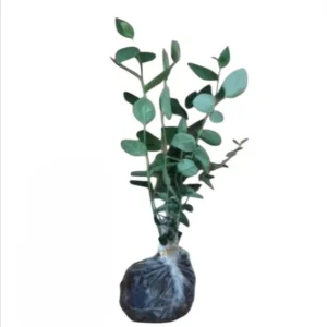 Sunshine Blueberry Live Plant for Home Garden, Compact Bush, 4-8 Inch Tall - Image 10