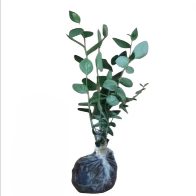 Sunshine Blueberry Live Plant for Home Garden, Compact Bush, 4-8 Inch Tall - Image 10