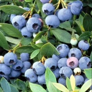 Sunshine Blueberry Live Plant for Home Garden, Compact Bush, 4-8 Inch Tall - Image 2
