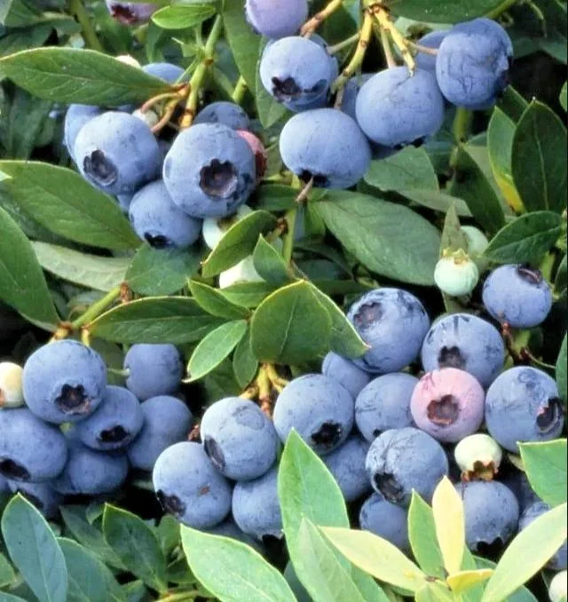 Sunshine Blueberry Live Plant for Home Garden, Compact Bush, 4-8 Inch Tall - Image 2