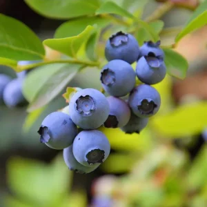 Sunshine Blueberry Live Plant for Home Garden, Compact Bush, 4-8 Inch Tall - Image 4