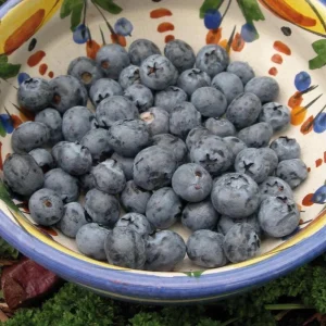 Sunshine Blueberry Live Plant for Home Garden, Compact Bush, 4-8 Inch Tall - Image 7