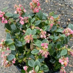 Sunshine Blueberry Live Plant for Home Garden, Compact Bush, 4-8 Inch Tall - Image 8