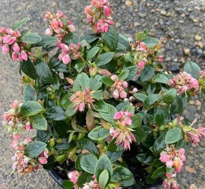 Sunshine Blueberry Live Plant for Home Garden, Compact Bush, 4-8 Inch Tall - Image 8