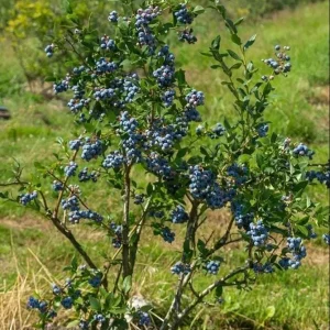 Sunshine Blueberry Live Plant for Home Garden, Compact Bush, 4-8 Inch Tall - Image 9