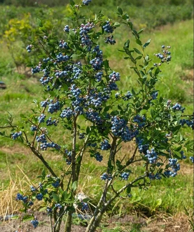 Sunshine Blueberry Live Plant for Home Garden, Compact Bush, 4-8 Inch Tall - Image 9