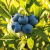 Sunshine Blueberry Live Plant for Home Garden, Compact Bush, 4-8 Inch Tall - Image 1
