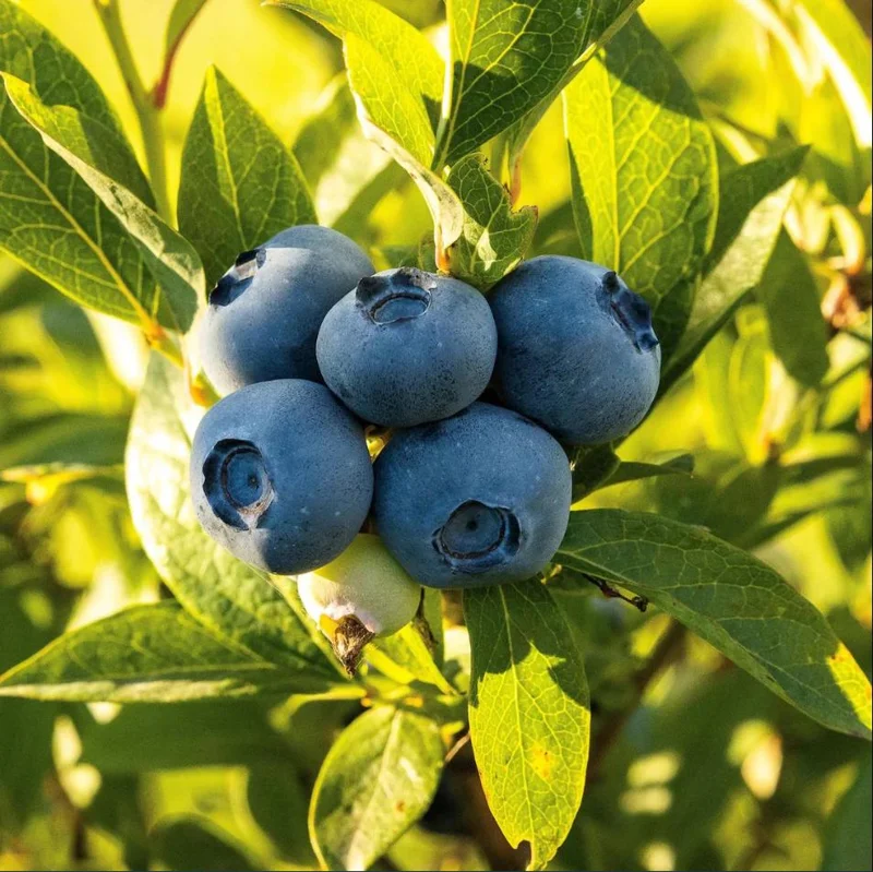 Sunshine Blueberry Live Plant for Home Garden, Compact Bush, 4-8 Inch Tall - Image 1