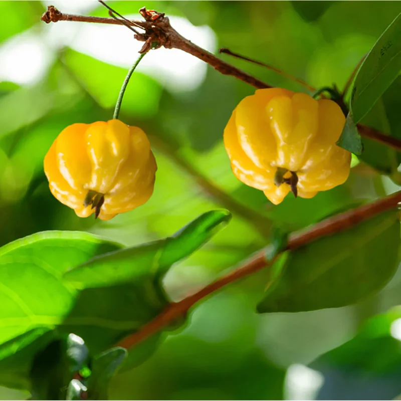 Surinam Cherry Live Plant - Yellow Star Cherry Tree, Pitangatuba Seedling, 4 to 6 Inch Tall - Image 3