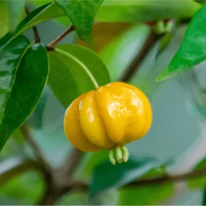 Surinam Cherry Live Plant - Yellow Star Cherry Tree, Pitangatuba Seedling, 4 to 6 Inch Tall - Image 4