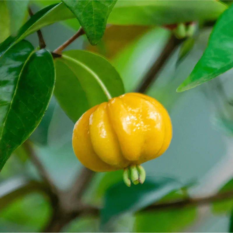 Surinam Cherry Live Plant - Yellow Star Cherry Tree, Pitangatuba Seedling, 4 to 6 Inch Tall - Image 4