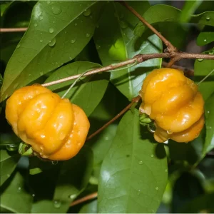 Surinam Cherry Live Plant - Yellow Star Cherry Tree, Pitangatuba Seedling, 4 to 6 Inch Tall - Image 5