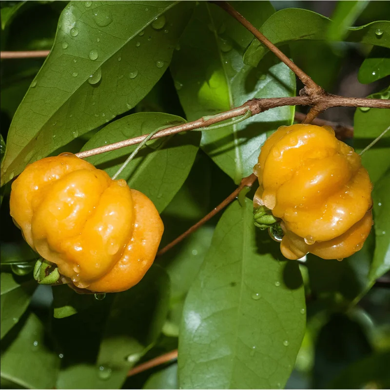 Surinam Cherry Live Plant - Yellow Star Cherry Tree, Pitangatuba Seedling, 4 to 6 Inch Tall - Image 5