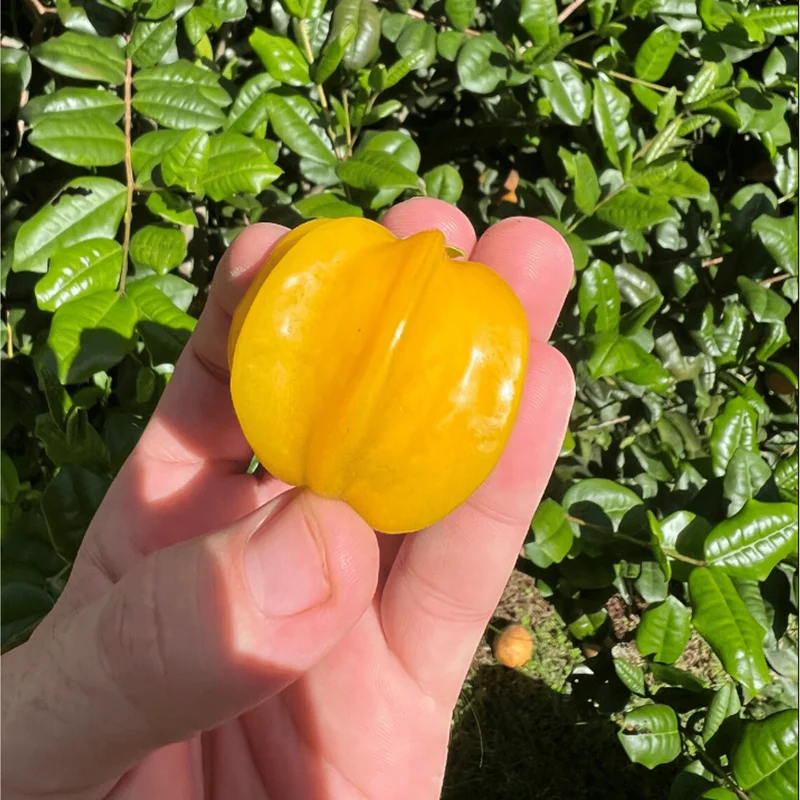 Surinam Cherry Live Plant - Yellow Star Cherry Tree, Pitangatuba Seedling, 4 to 6 Inch Tall - Image 6