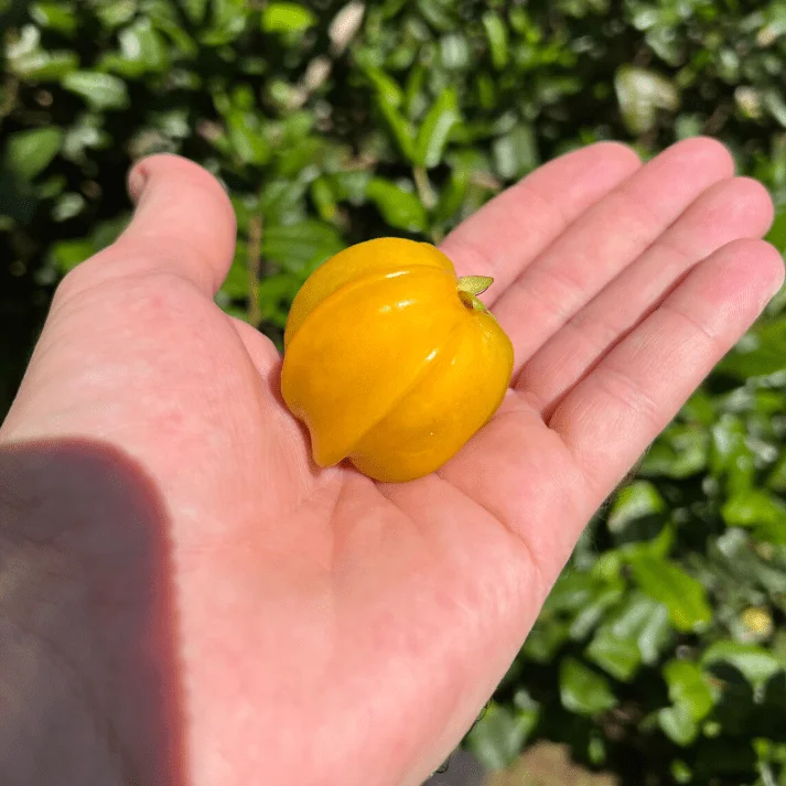 Surinam Cherry Live Plant - Yellow Star Cherry Tree, Pitangatuba Seedling, 4 to 6 Inch Tall - Image 7