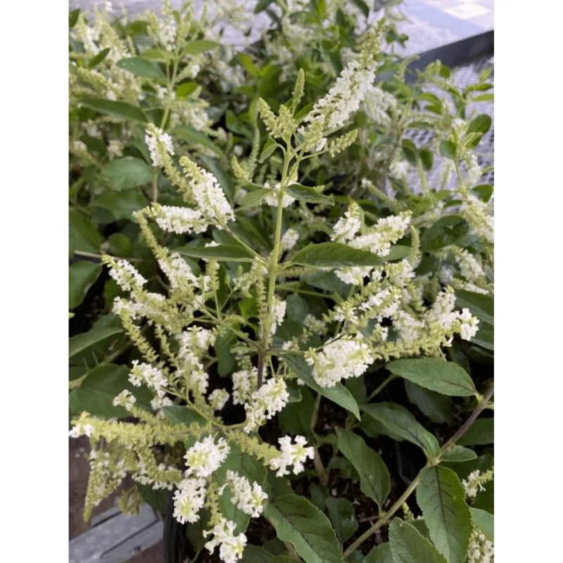 Sweet Almond Verbena Live Plant - Half Gallon Pot, Fragrant White Flowers - Image 2