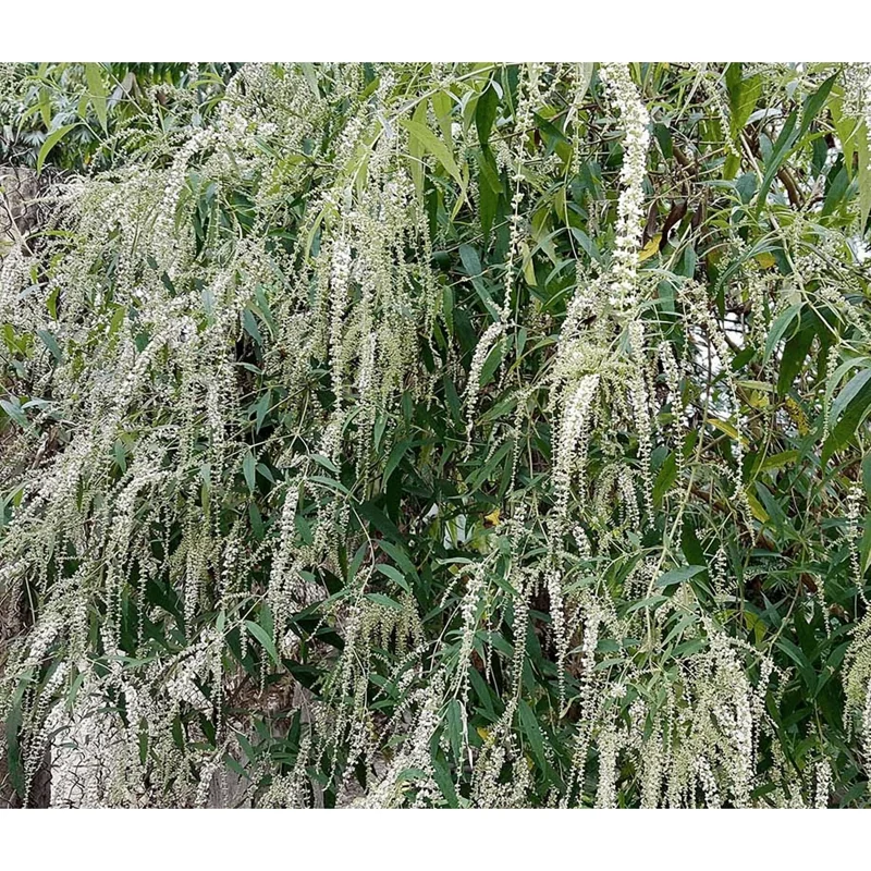 Sweet Almond Verbena Live Plant - Half Gallon Pot, Fragrant White Flowers - Image 3