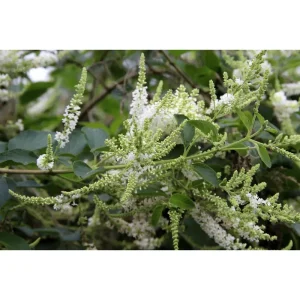 Sweet Almond Verbena Live Plant - Half Gallon Pot, Fragrant White Flowers - Image 4