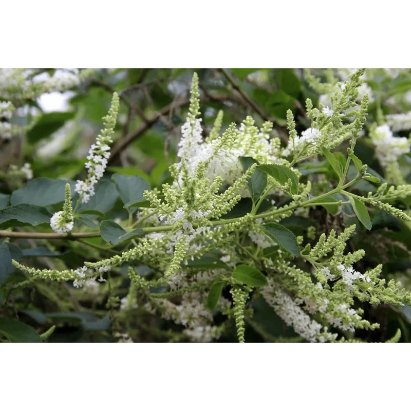 Sweet Almond Verbena Live Plant - Half Gallon Pot, Fragrant White Flowers - Image 4