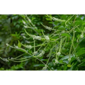 Sweet Almond Verbena Live Plant - Half Gallon Pot, Fragrant White Flowers - Image 5