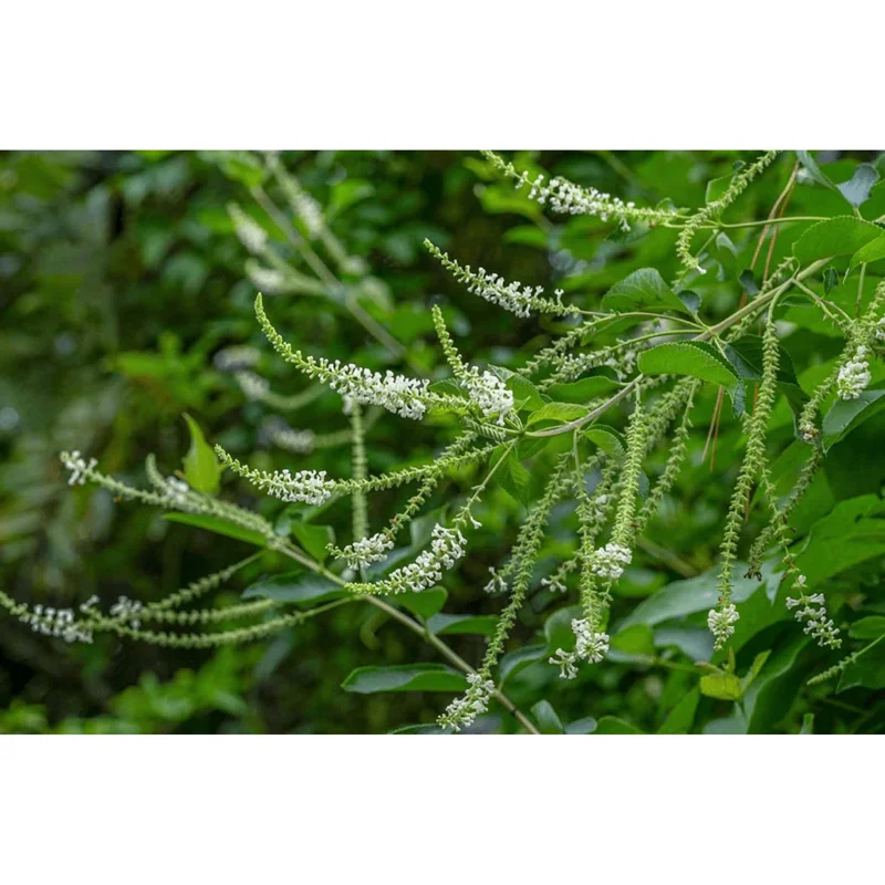 Sweet Almond Verbena Live Plant - Half Gallon Pot, Fragrant White Flowers - Image 5