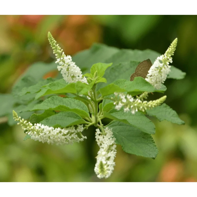 Sweet Almond Verbena Live Plant - Half Gallon Pot, Fragrant White Flowers - Image 6