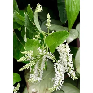 Sweet Almond Verbena Live Plant - Half Gallon Pot, Fragrant White Flowers - Image 1