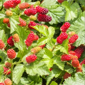 Sweet Boysenberry Live Plants - Set of 2, 4-6 Inch Tall, Trailing Hybrid Berry - Image 2