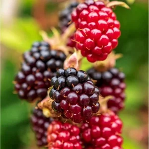 Sweet Boysenberry Live Plants - Set of 2, 4-6 Inch Tall, Trailing Hybrid Berry - Image 3