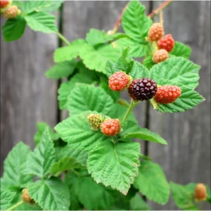 Sweet Boysenberry Live Plants - Set of 2, 4-6 Inch Tall, Trailing Hybrid Berry - Image 7