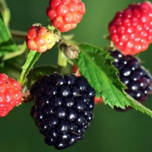 Sweetie Pie Blackberry Live Plants - Pack of 2 Thornless Berry Bushes, 4-8 Inch Tall - Image 2