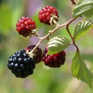Sweetie Pie Blackberry Live Plants - Pack of 2 Thornless Berry Bushes, 4-8 Inch Tall - Image 3