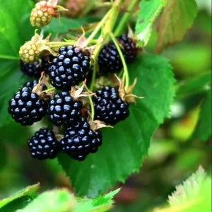 Sweetie Pie Blackberry Live Plants - Pack of 2 Thornless Berry Bushes, 4-8 Inch Tall - Image 4