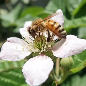 Sweetie Pie Blackberry Live Plants - Pack of 2 Thornless Berry Bushes, 4-8 Inch Tall - Image 5